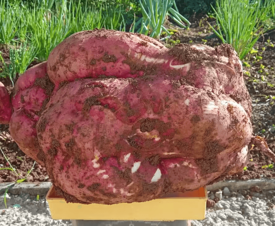 Batata-doce gigante surpreende família em Santa Catarina
