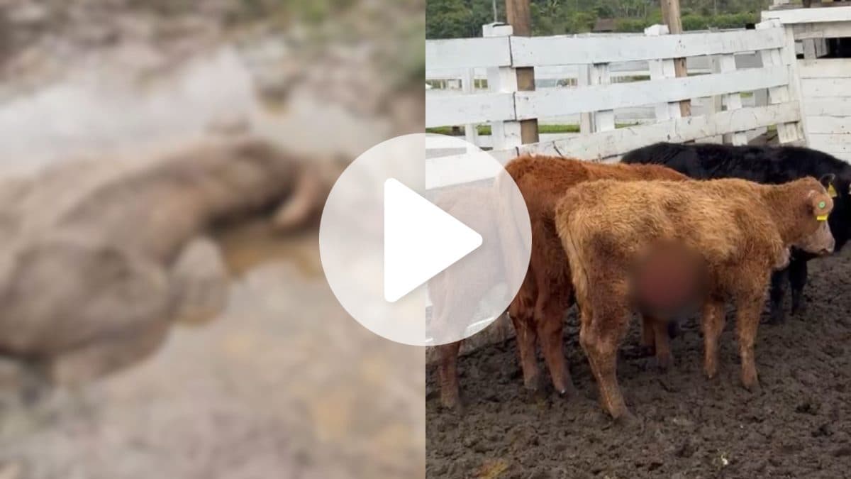 Pibulls invadem fazenda, matam bois e deixam prejuízo de mais de R$ 40 mil em SC